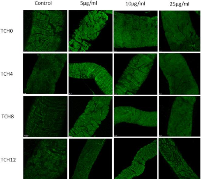 https://cdn.ncbi.nlm.nih.gov/pmc/blobs/84ef/11763077/02998986fce0/41598_2025_87988_Fig15_HTML.jpg
