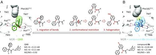 https://cdn.ncbi.nlm.nih.gov/pmc/blobs/84ef/6255194/25317320bcb6/pnas.1813988115fig02.jpg