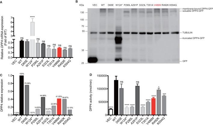 https://cdn.ncbi.nlm.nih.gov/pmc/blobs/84f1/5845420/655fa6e68a77/fendo-09-00062-g004.jpg