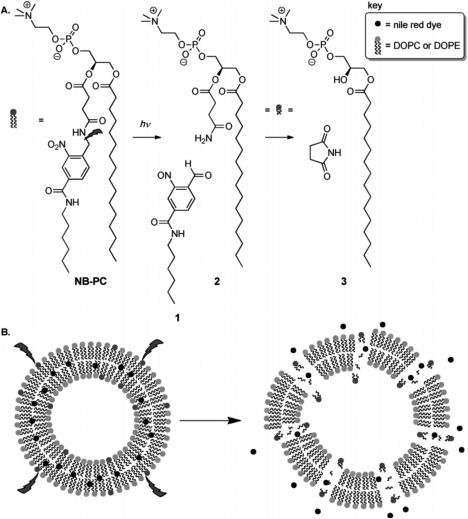 https://cdn.ncbi.nlm.nih.gov/pmc/blobs/84f3/5689540/bd6a87aa66ce/BTM2-1-267-g005.jpg