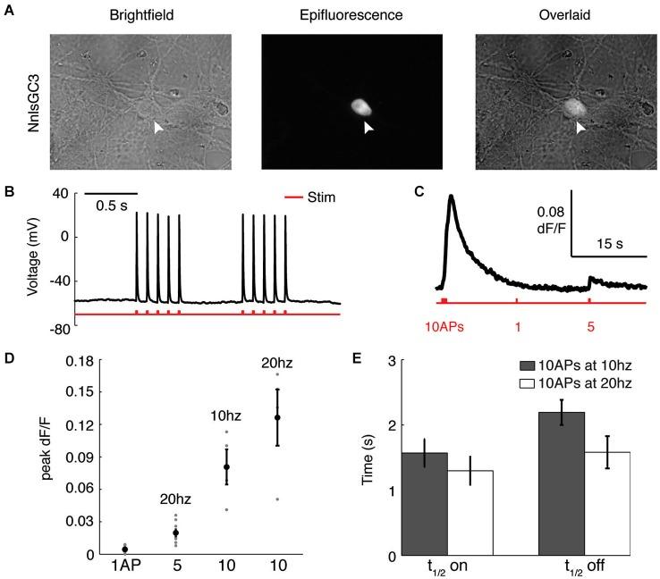 https://cdn.ncbi.nlm.nih.gov/pmc/blobs/84f5/4244806/c0b4119f70dc/fncir-08-00138-g0003.jpg