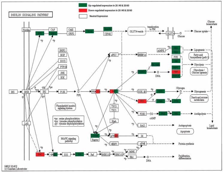 https://cdn.ncbi.nlm.nih.gov/pmc/blobs/84f5/7662834/155d4502d89d/ijms-21-08180-g007.jpg