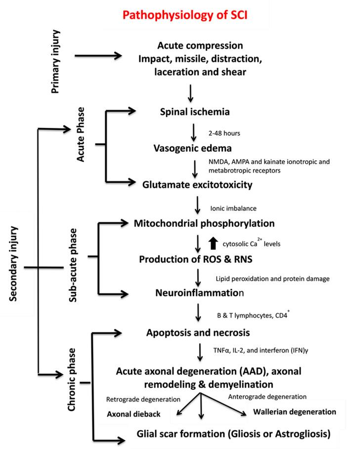 https://cdn.ncbi.nlm.nih.gov/pmc/blobs/84f9/7589539/4ed64ff97b96/ijms-21-07533-g002.jpg