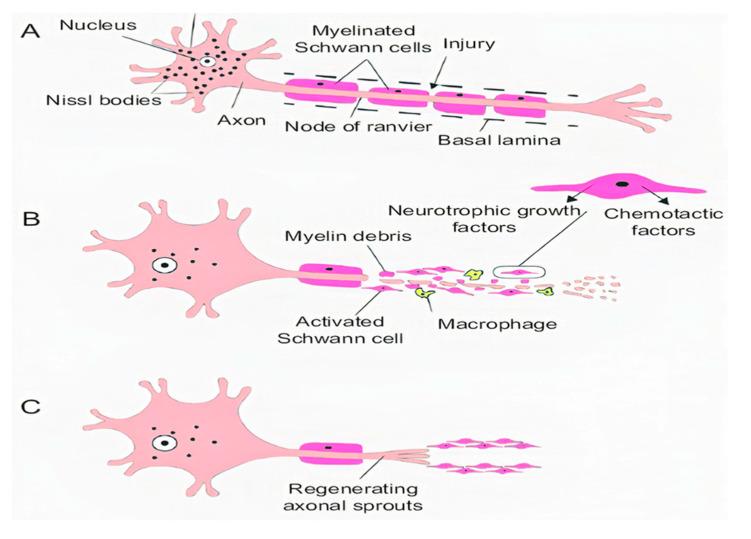https://cdn.ncbi.nlm.nih.gov/pmc/blobs/84f9/7589539/6ade25354283/ijms-21-07533-g003.jpg