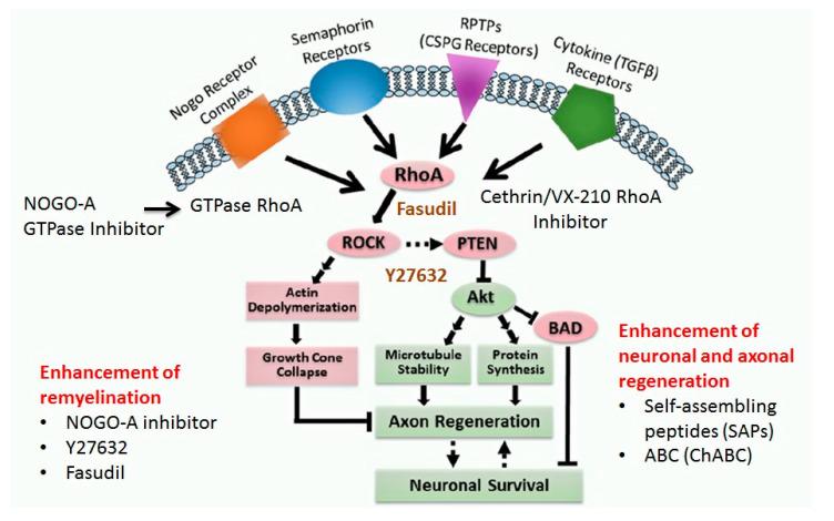 https://cdn.ncbi.nlm.nih.gov/pmc/blobs/84f9/7589539/7759a05f92f6/ijms-21-07533-g009.jpg