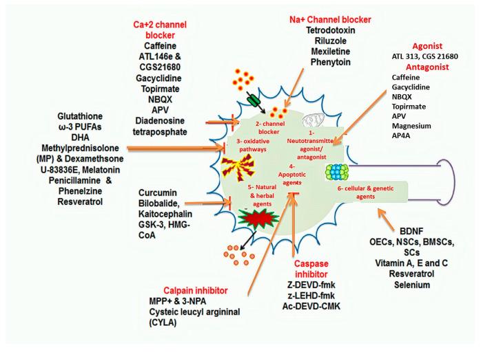 https://cdn.ncbi.nlm.nih.gov/pmc/blobs/84f9/7589539/b771cd006141/ijms-21-07533-g006.jpg