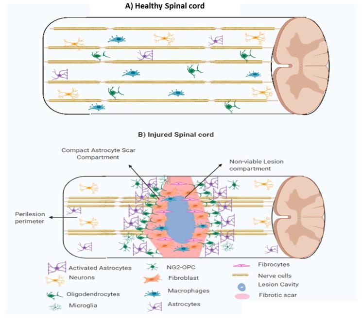 https://cdn.ncbi.nlm.nih.gov/pmc/blobs/84f9/7589539/fda6f745349b/ijms-21-07533-g004.jpg