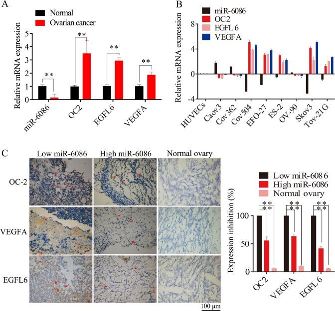https://cdn.ncbi.nlm.nih.gov/pmc/blobs/84fa/7214437/e43770a15508/41419_2020_2501_Fig1_HTML.jpg