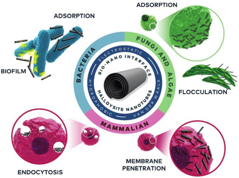 https://cdn.ncbi.nlm.nih.gov/pmc/blobs/84fd/9774400/0be2d6516e7a/antibiotics-11-01761-g006.jpg