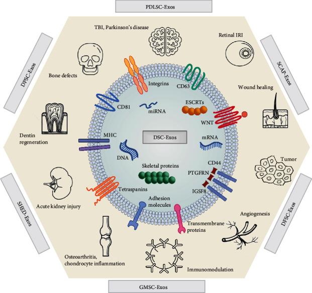 https://cdn.ncbi.nlm.nih.gov/pmc/blobs/84ff/11343633/8b50575d0349/SCI2024-2187392.003.jpg