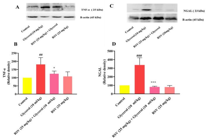 https://cdn.ncbi.nlm.nih.gov/pmc/blobs/84ff/12013969/4d5dbbc6ca9c/AJP-15-860-g005.jpg