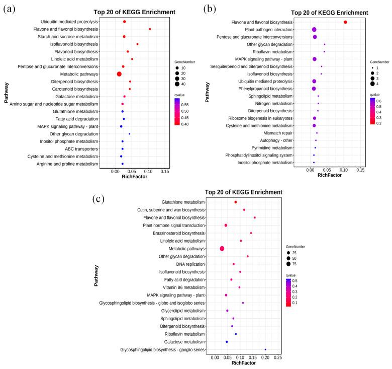 https://cdn.ncbi.nlm.nih.gov/pmc/blobs/8500/11507442/daccf0803e95/genes-15-01286-g006.jpg