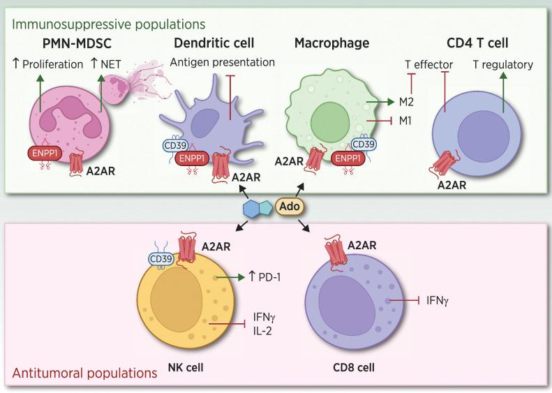 https://cdn.ncbi.nlm.nih.gov/pmc/blobs/8501/10261920/65a7d2b962f1/2184fig2.jpg