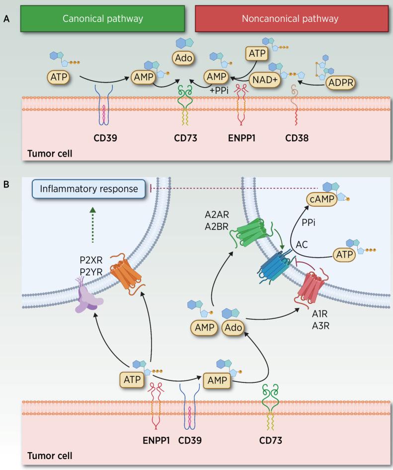 https://cdn.ncbi.nlm.nih.gov/pmc/blobs/8501/10261920/714cf8d5d943/2184fig1.jpg