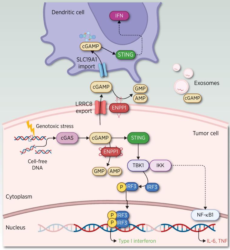 https://cdn.ncbi.nlm.nih.gov/pmc/blobs/8501/10261920/edacada9f23b/2184fig4.jpg