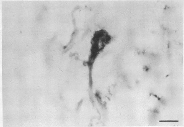 https://cdn.ncbi.nlm.nih.gov/pmc/blobs/8502/431418/951674c98649/pnas00029-0500-a.jpg