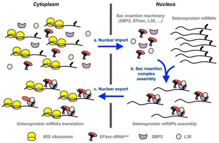 https://cdn.ncbi.nlm.nih.gov/pmc/blobs/8502/6719970/429bb0b1d375/antioxidants-08-00268-g002.jpg