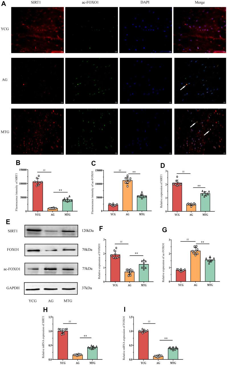 https://cdn.ncbi.nlm.nih.gov/pmc/blobs/8502/8954973/61c2d0629ca0/aging-14-203949-g005.jpg
