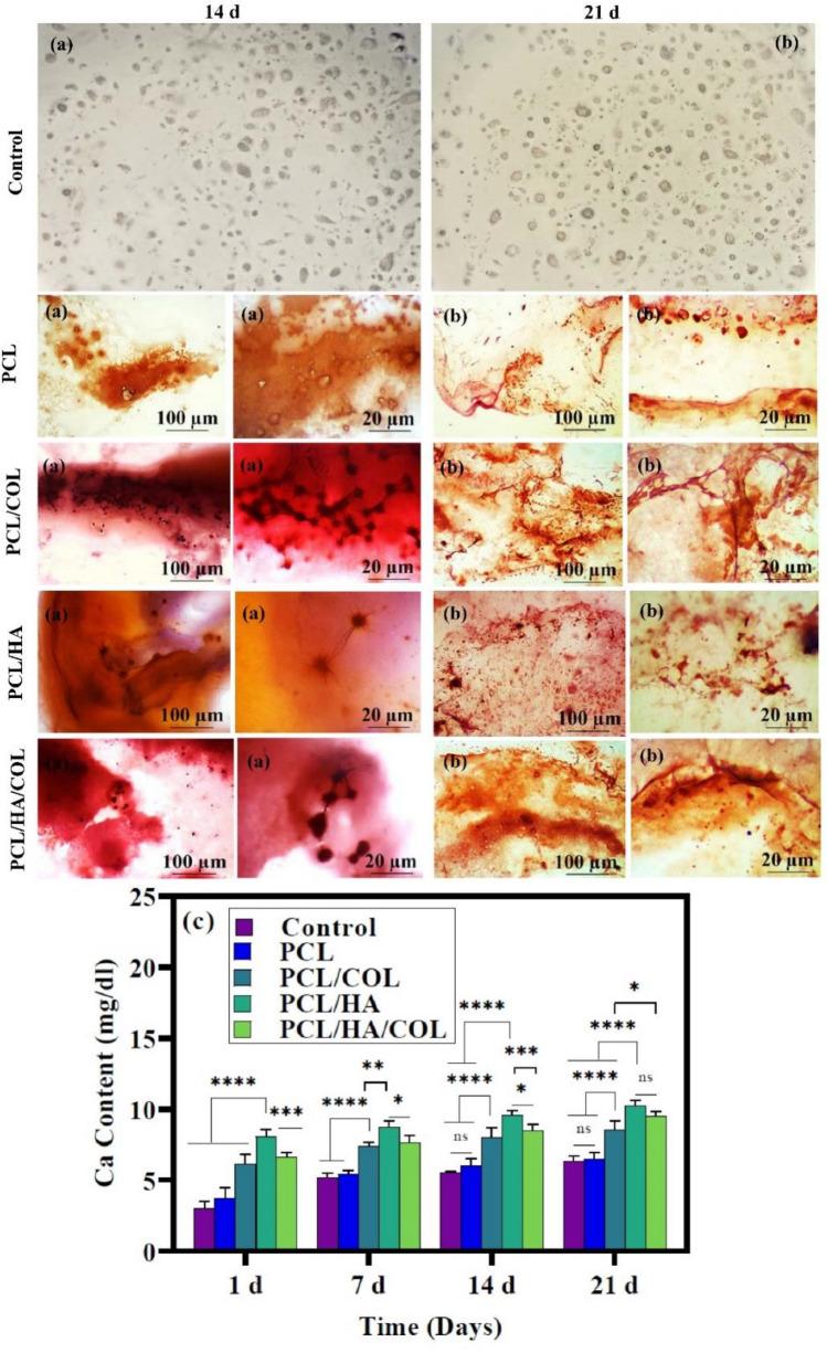 https://cdn.ncbi.nlm.nih.gov/pmc/blobs/8503/9300684/4def1c5dacb6/41598_2022_15602_Fig5_HTML.jpg