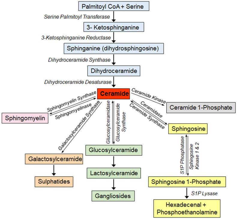 https://cdn.ncbi.nlm.nih.gov/pmc/blobs/850a/10531201/8d3e2e2cbbf0/ijms-24-14015-g001.jpg