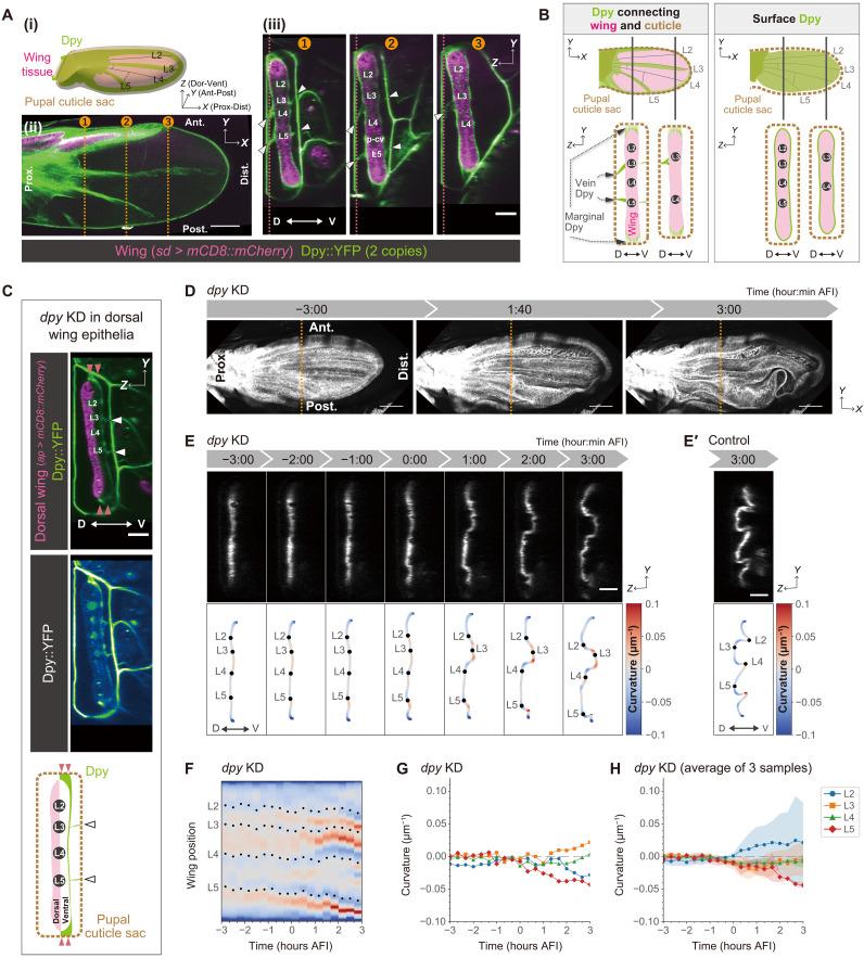 https://cdn.ncbi.nlm.nih.gov/pmc/blobs/850a/10854429/957a0b55d69d/sciadv.adh2154-f2.jpg
