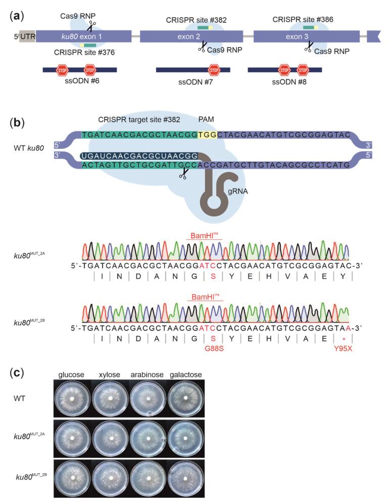 https://cdn.ncbi.nlm.nih.gov/pmc/blobs/850c/8533725/503fd289a4d9/biomolecules-11-01526-g004.jpg