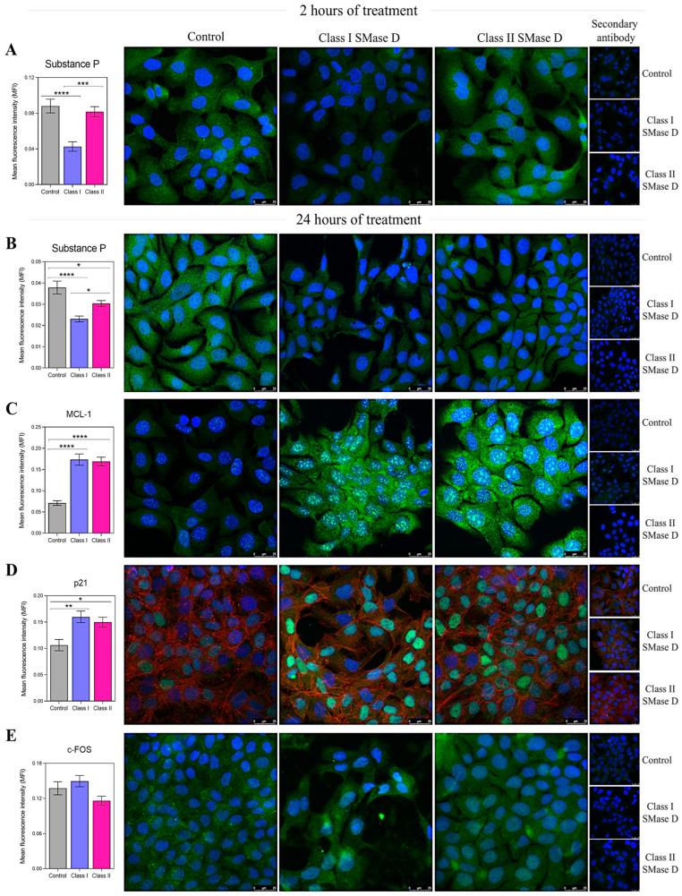 https://cdn.ncbi.nlm.nih.gov/pmc/blobs/850e/11988295/1520db23de3f/ijms-26-03012-g006.jpg