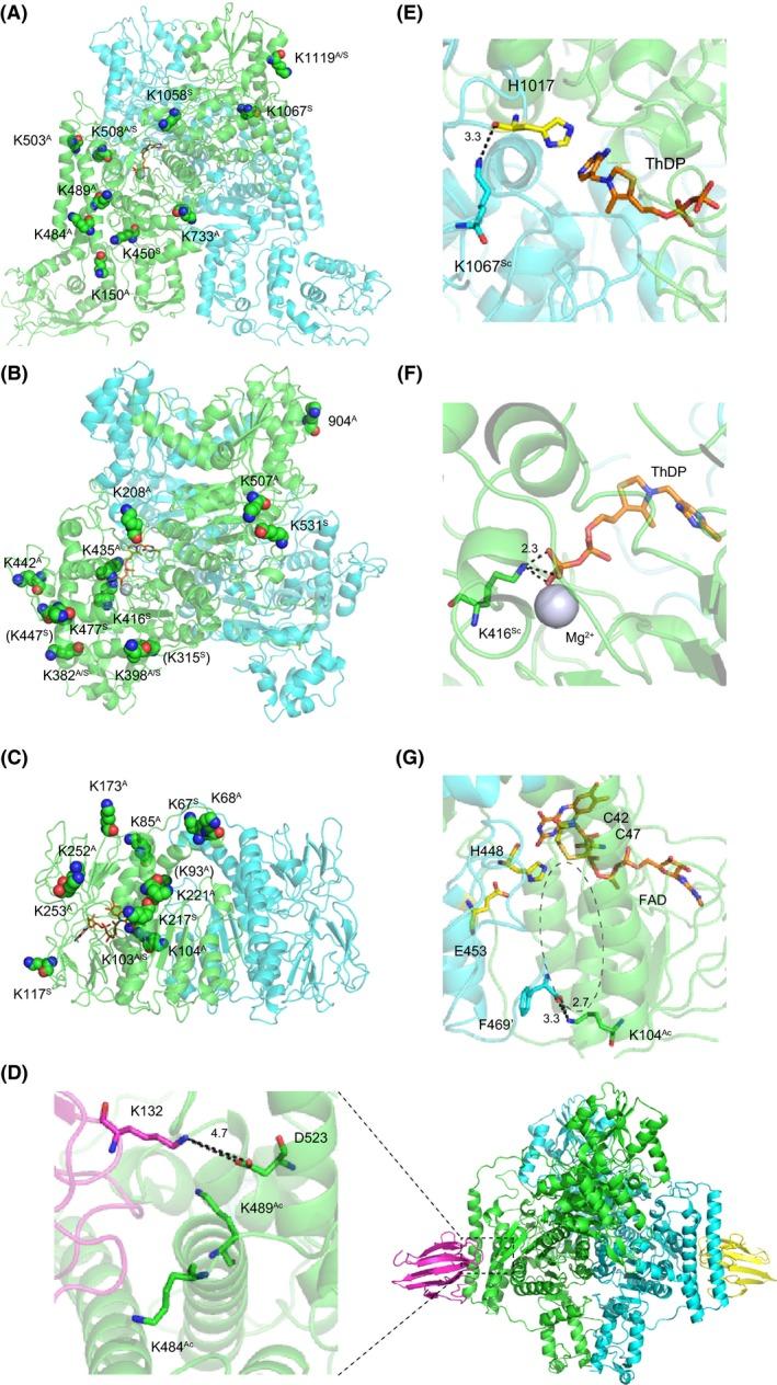 https://cdn.ncbi.nlm.nih.gov/pmc/blobs/850e/4767432/0a7c053b3d60/MBO3-5-152-g006.jpg
