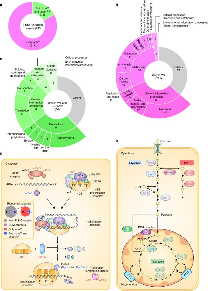 https://cdn.ncbi.nlm.nih.gov/pmc/blobs/8515/12009981/32528d2878cb/41467_2025_58925_Fig7_HTML.jpg