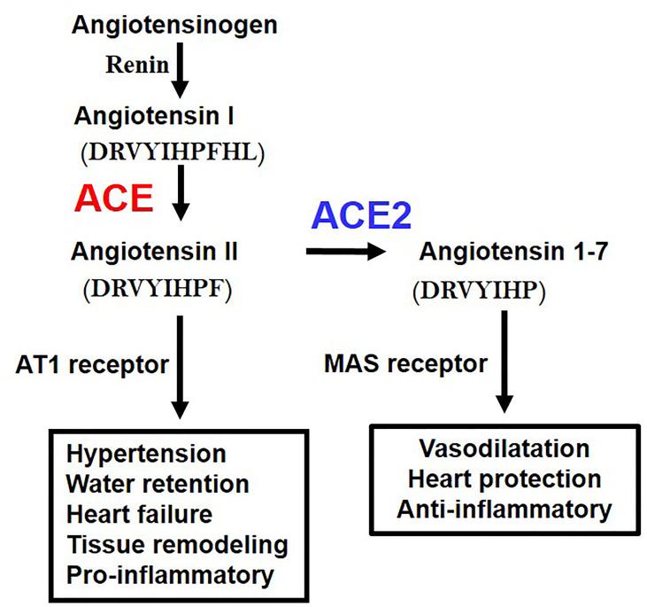 https://cdn.ncbi.nlm.nih.gov/pmc/blobs/8516/8727358/b1f3b0ffad1d/fimmu-12-732690-g002.jpg
