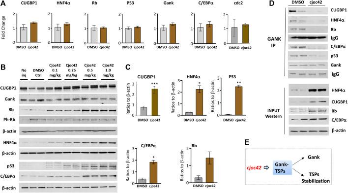 https://cdn.ncbi.nlm.nih.gov/pmc/blobs/8517/7969996/3a27abdd6bb4/fphar-12-580722-g005.jpg