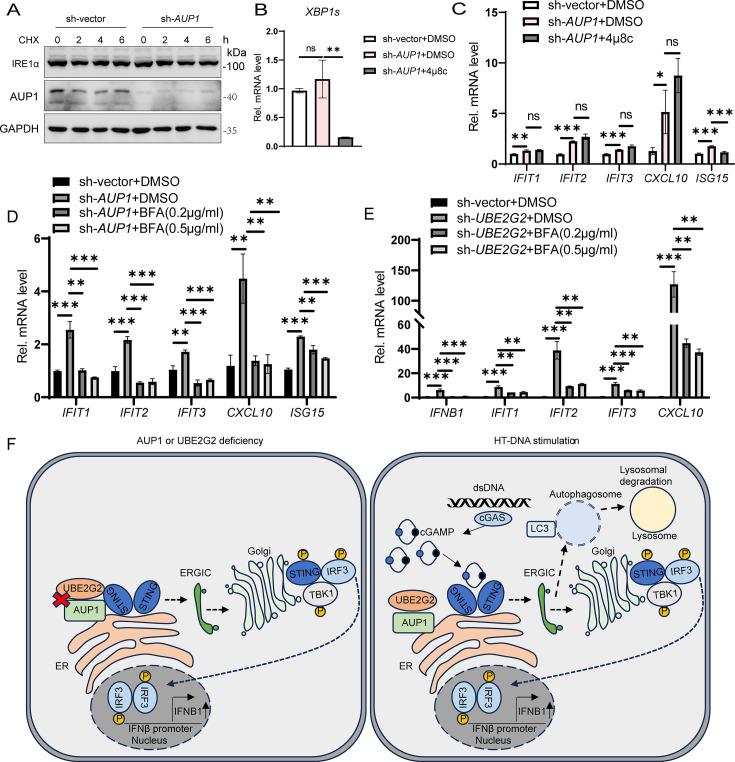 https://cdn.ncbi.nlm.nih.gov/pmc/blobs/8518/12077101/0ce39be479fd/mbio.00602-25.f007.jpg