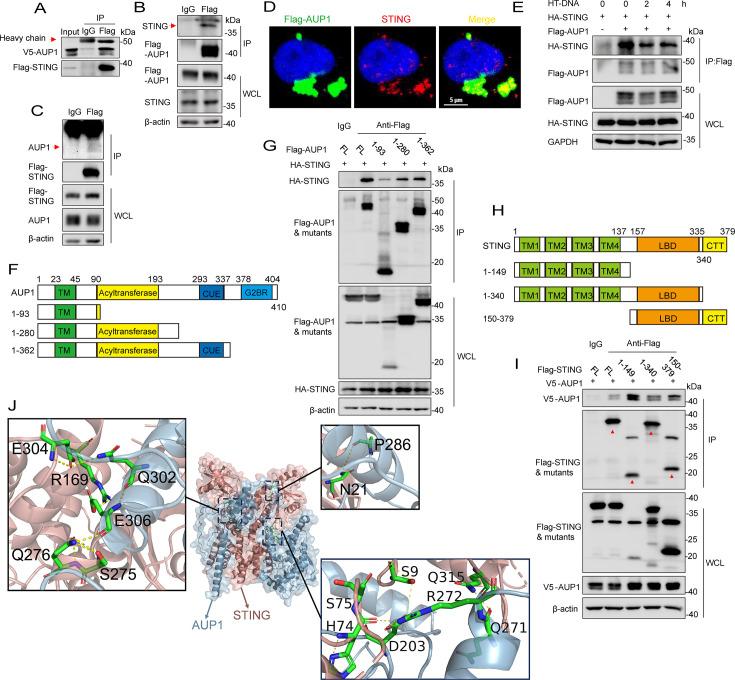 https://cdn.ncbi.nlm.nih.gov/pmc/blobs/8518/12077101/1f37adb09edd/mbio.00602-25.f002.jpg