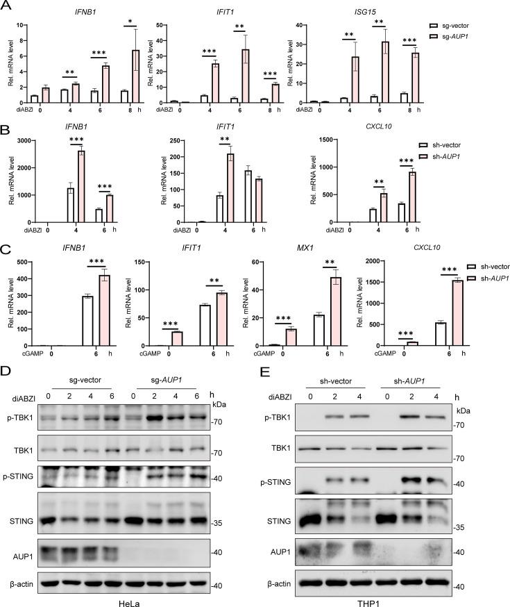 https://cdn.ncbi.nlm.nih.gov/pmc/blobs/8518/12077101/405bf91e6bd5/mbio.00602-25.f003.jpg