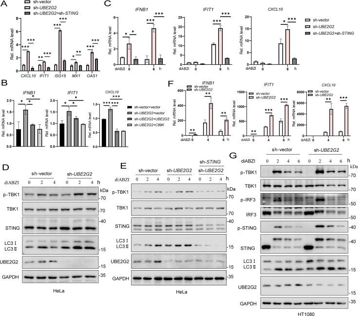 https://cdn.ncbi.nlm.nih.gov/pmc/blobs/8518/12077101/437bbb82a85c/mbio.00602-25.f005.jpg