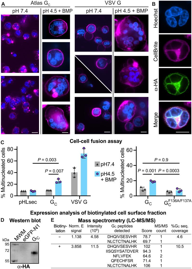 https://cdn.ncbi.nlm.nih.gov/pmc/blobs/851c/9094657/babb367b5e6b/sciadv.abj6894-f6.jpg