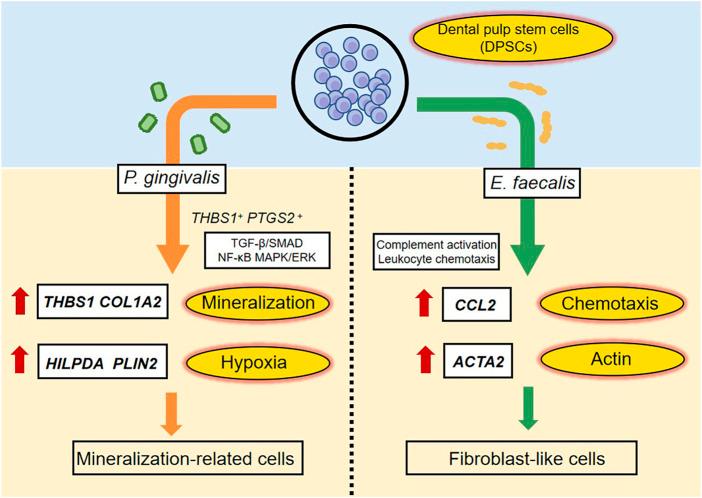 https://cdn.ncbi.nlm.nih.gov/pmc/blobs/8521/10242116/1783e7cd1786/fcell-11-1166934-g008.jpg