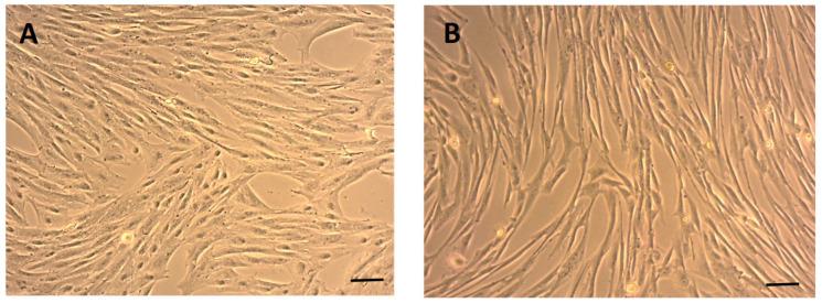 https://cdn.ncbi.nlm.nih.gov/pmc/blobs/8523/12386533/4ccdc673e7f4/ijms-26-08091-g001.jpg