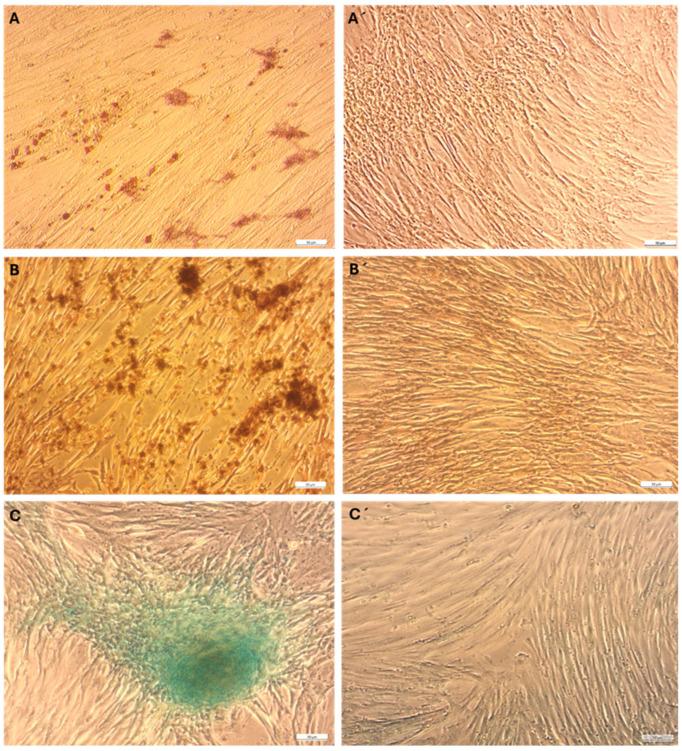 https://cdn.ncbi.nlm.nih.gov/pmc/blobs/8523/12386533/b0b75dd56278/ijms-26-08091-g002.jpg