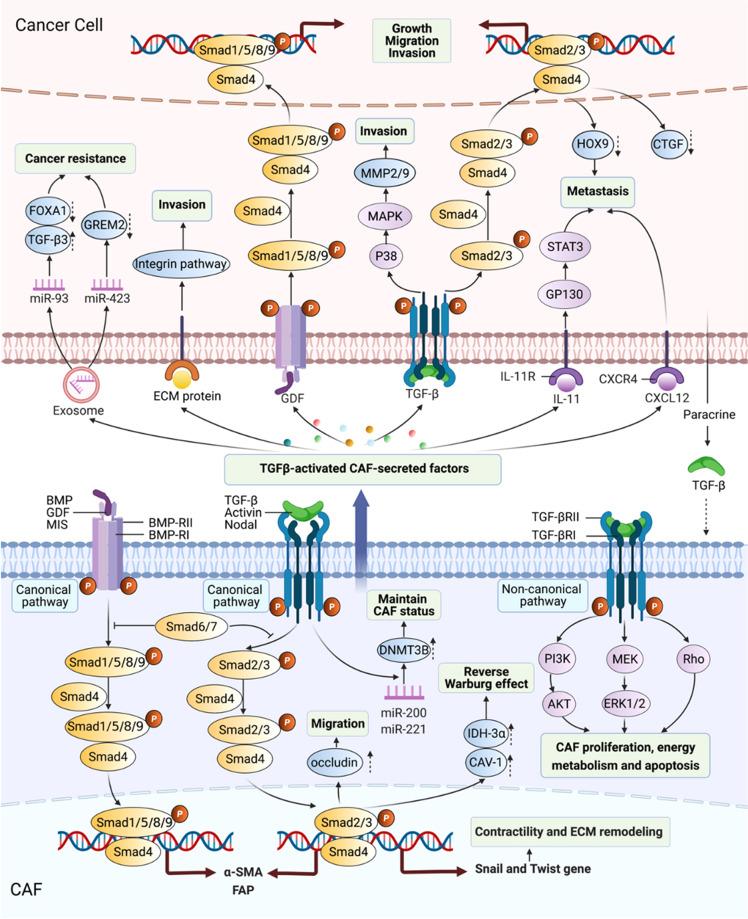 https://cdn.ncbi.nlm.nih.gov/pmc/blobs/8523/8190181/317c3aec577b/41392_2021_641_Fig2_HTML.jpg