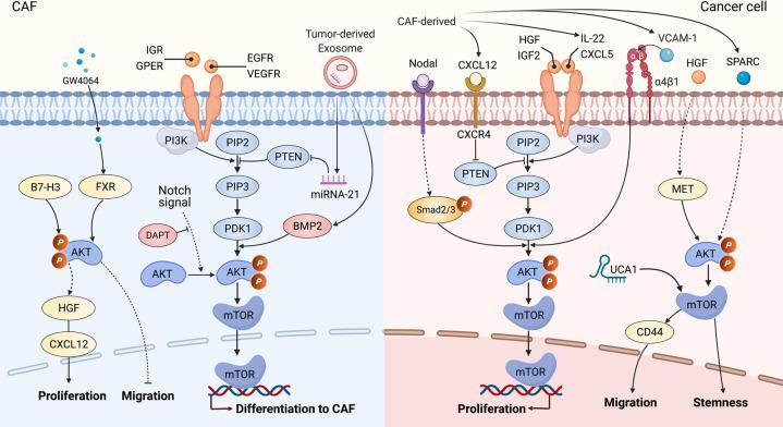 https://cdn.ncbi.nlm.nih.gov/pmc/blobs/8523/8190181/a8a3ad56f96d/41392_2021_641_Fig3_HTML.jpg