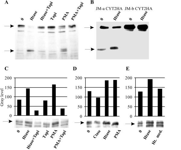 https://cdn.ncbi.nlm.nih.gov/pmc/blobs/8525/2636757/633dccd83a56/1471-2121-10-5-1.jpg