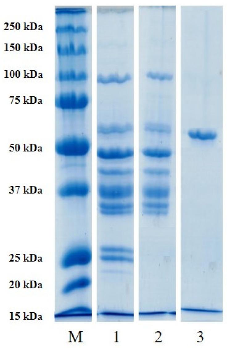 https://cdn.ncbi.nlm.nih.gov/pmc/blobs/8527/11859087/42fc491cd1d9/polymers-17-00510-g004.jpg