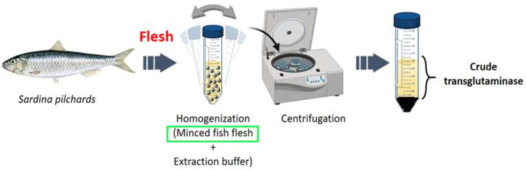 https://cdn.ncbi.nlm.nih.gov/pmc/blobs/8527/11859087/fd20e989c3a3/polymers-17-00510-g001.jpg