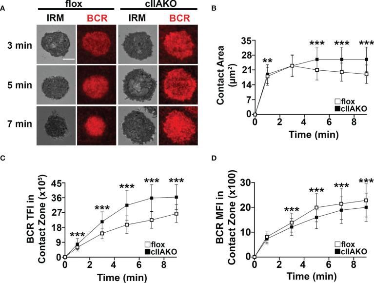 https://cdn.ncbi.nlm.nih.gov/pmc/blobs/8528/9047714/417d2ee228bf/fimmu-13-842605-g003.jpg