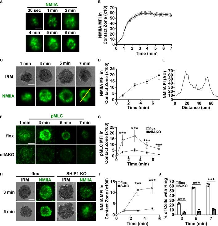 https://cdn.ncbi.nlm.nih.gov/pmc/blobs/8528/9047714/42232fec3a18/fimmu-13-842605-g002.jpg