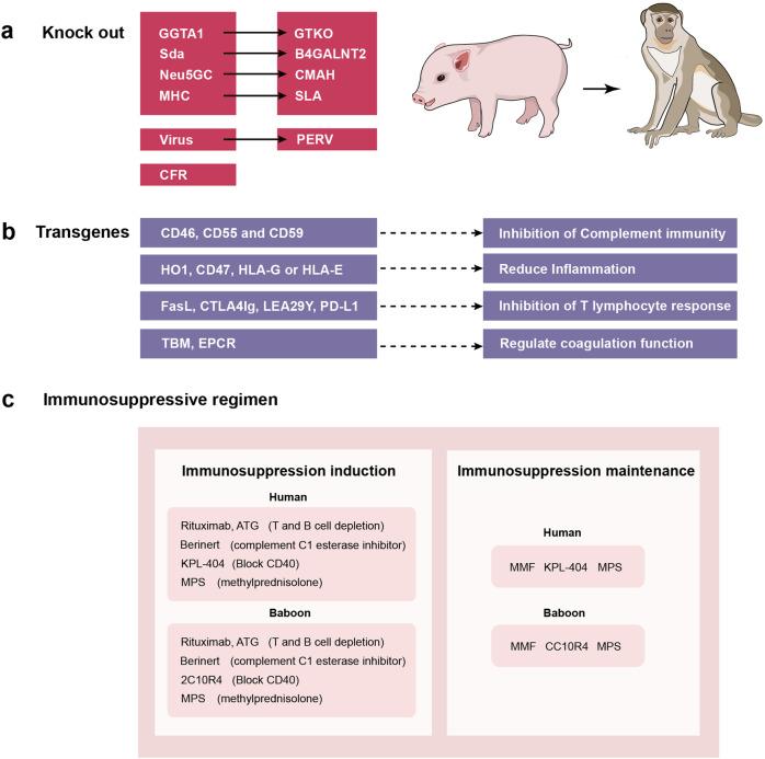 https://cdn.ncbi.nlm.nih.gov/pmc/blobs/852a/10008588/255505db57cb/41392_2023_1377_Fig6_HTML.jpg