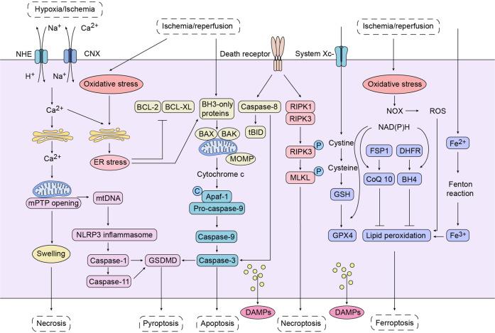 https://cdn.ncbi.nlm.nih.gov/pmc/blobs/852a/10008588/848c1503a27d/41392_2023_1377_Fig3_HTML.jpg
