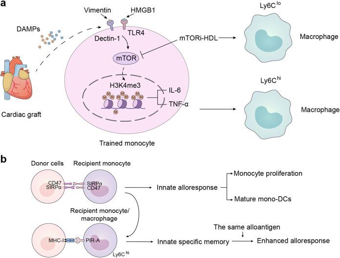 https://cdn.ncbi.nlm.nih.gov/pmc/blobs/852a/10008588/eccc0304b4be/41392_2023_1377_Fig5_HTML.jpg