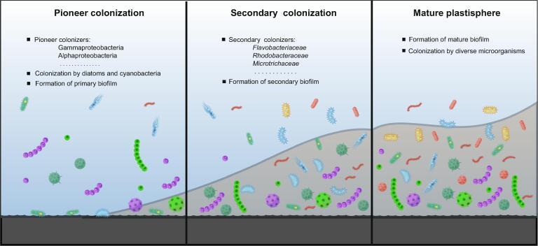 https://cdn.ncbi.nlm.nih.gov/pmc/blobs/852e/8861569/b40d5137846b/gr3.jpg